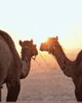 UAE_Key Facts