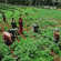 Agriculture_Fisheries_Forestry_Job_Profiles